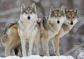 December Wolf Pack Leaders/Líderes de la manada de lobos de diciembre